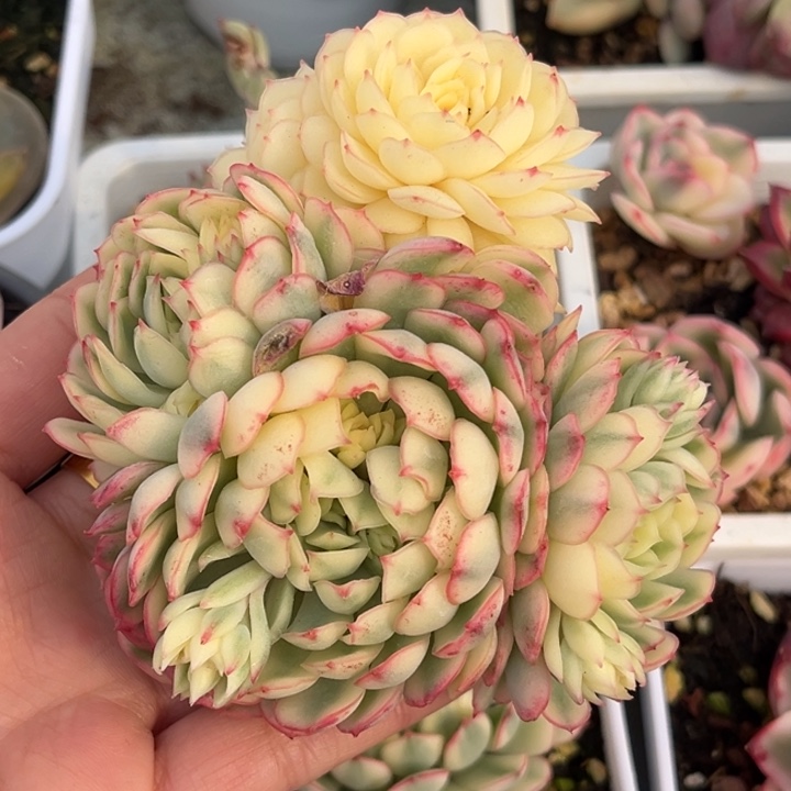 梦幻玫瑰白锦群生一颗