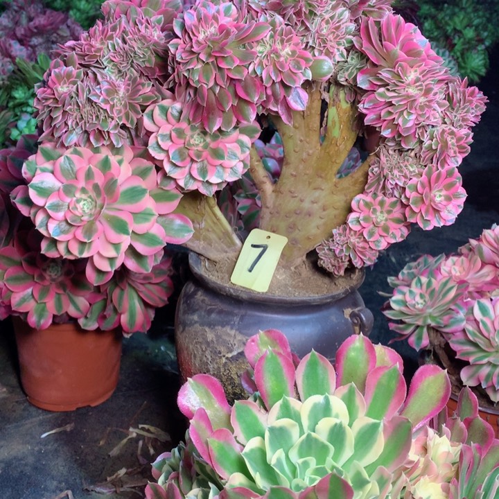 7粉女巫缀多肉一物一拍