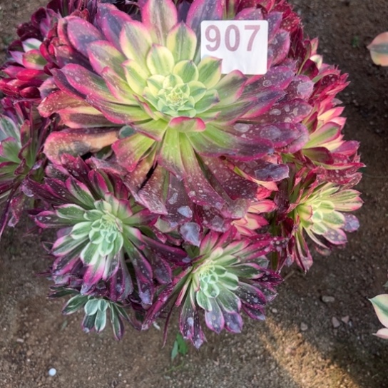 907天和多肉植物花脸