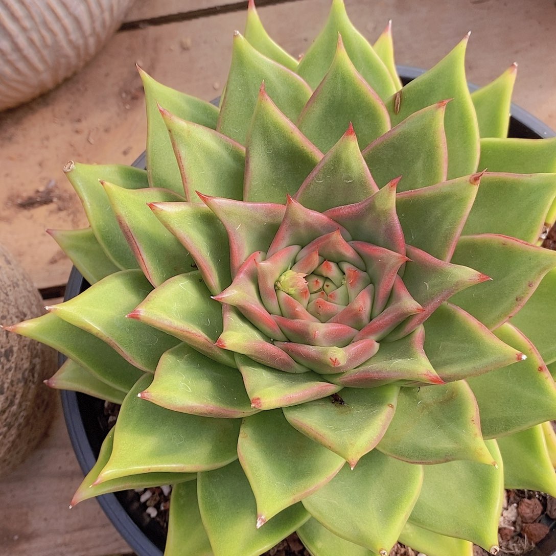 多肉植物彩色体翡翠
