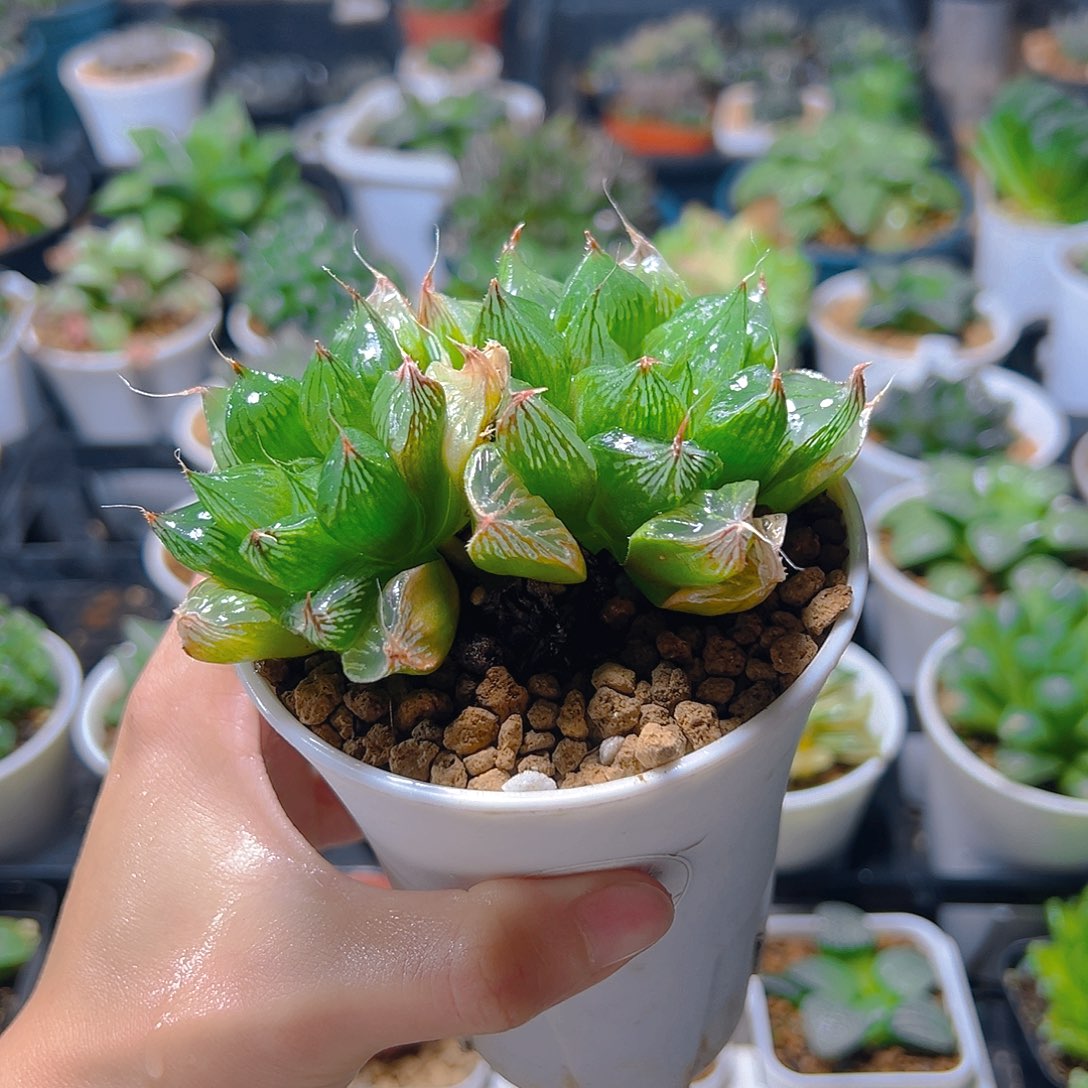 6420多肉植物一颗