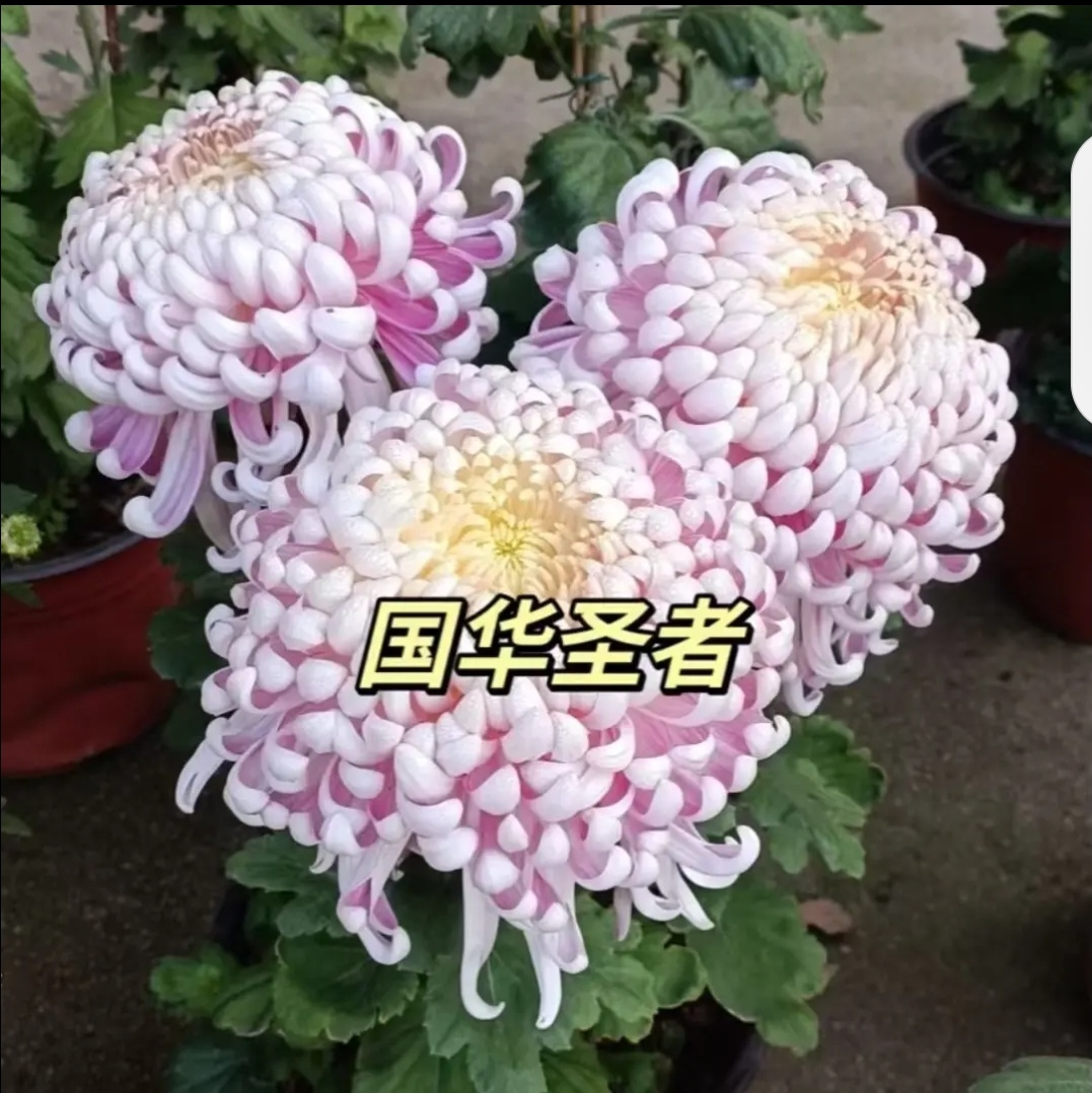 【国华圣者】菊花九月菊阳台庭院盆栽地栽四季种植好养易活