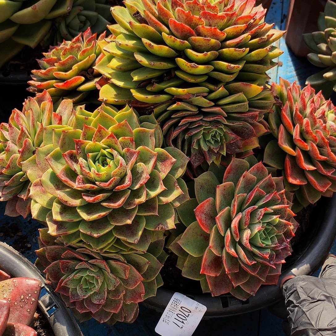 心***印贝拉多娜07017多肉多肉