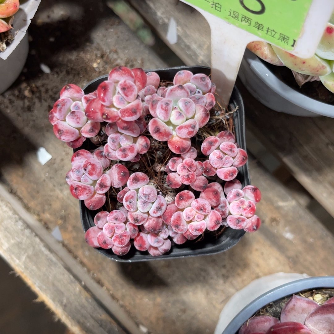 云***、云尘多肉一物一拍不包整46