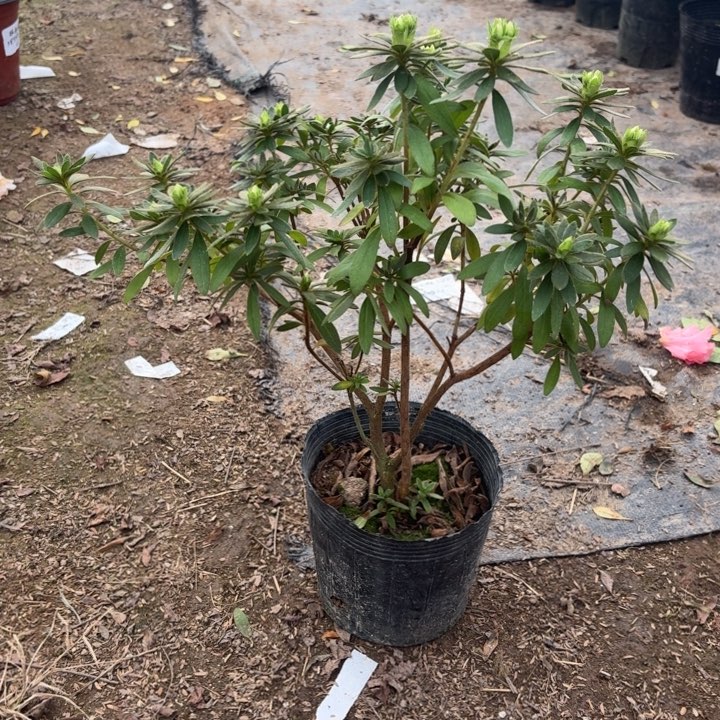 完全开放岸牡丹杜鹃花