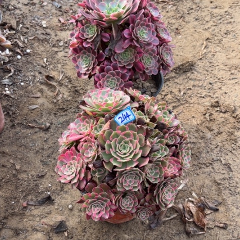 244多肉植物组合，