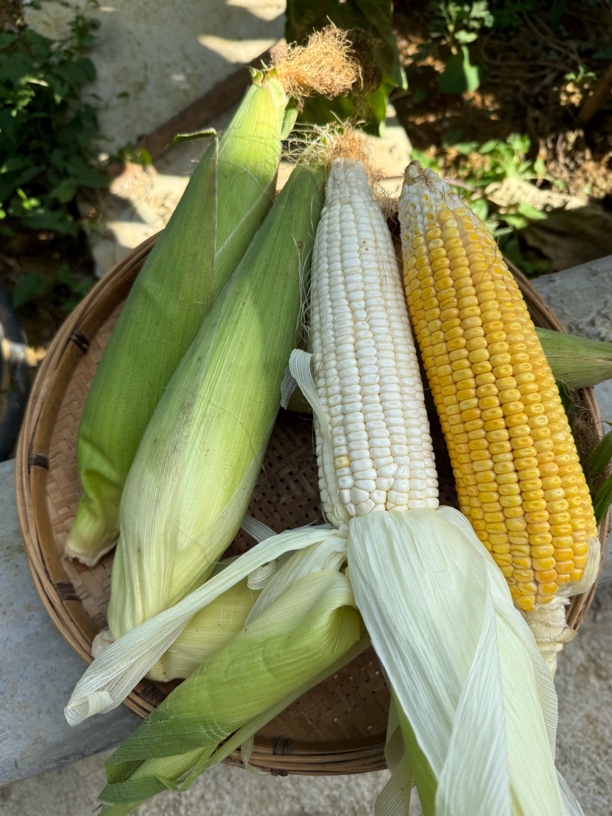 湘西农家当季嫩玉米