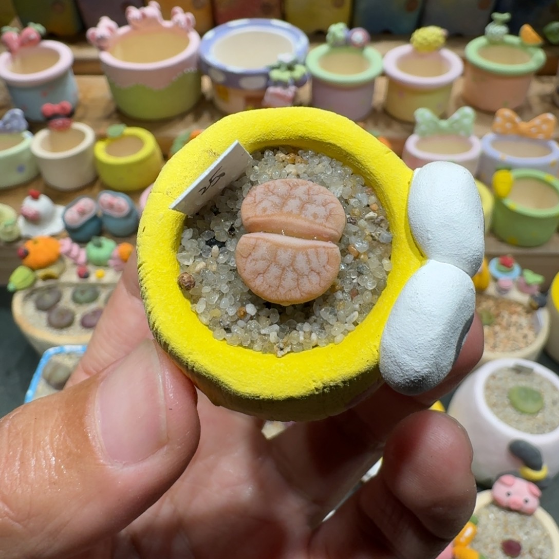 蘑菇1304c309a拿铁多肉植物