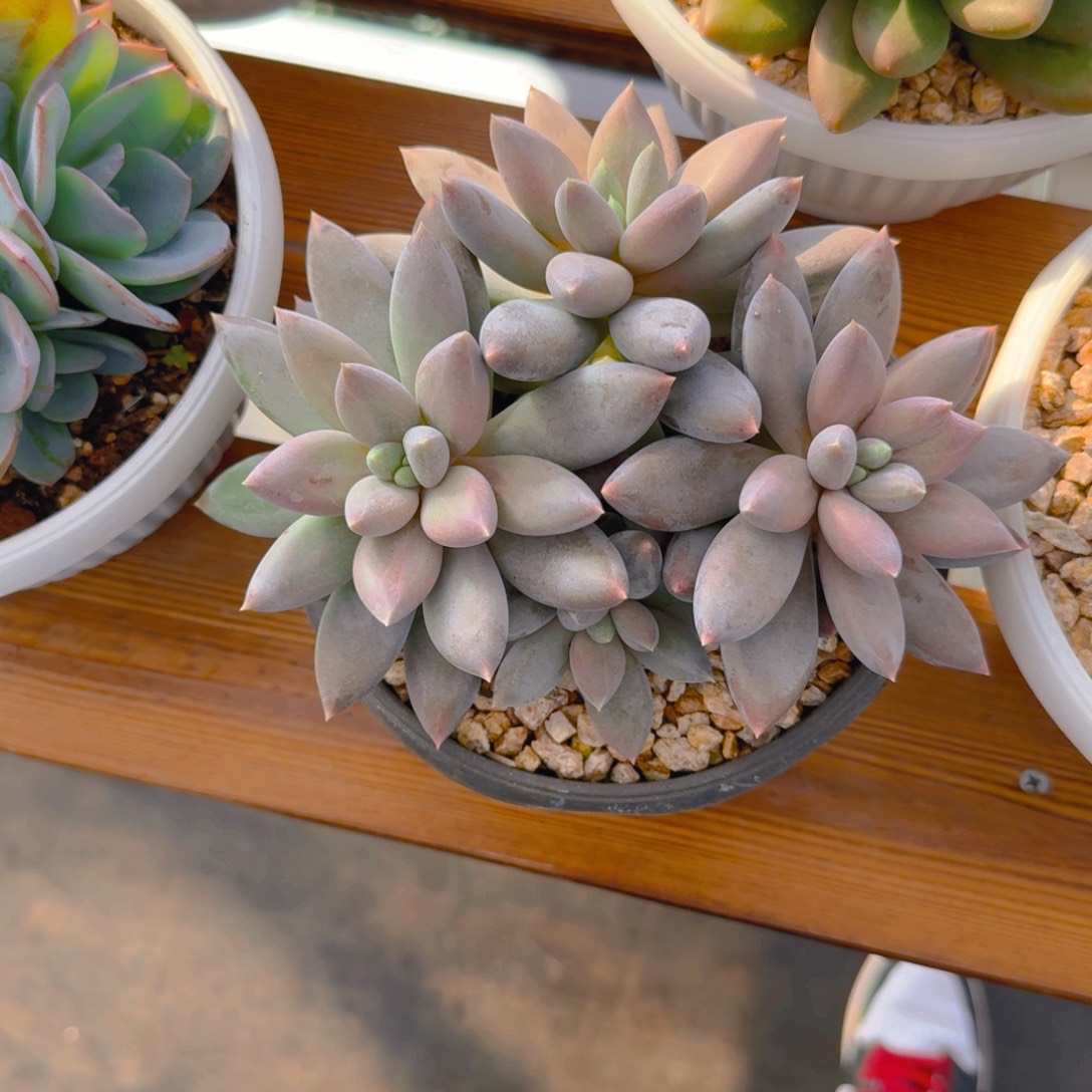 哥特3头福利多肉11111111