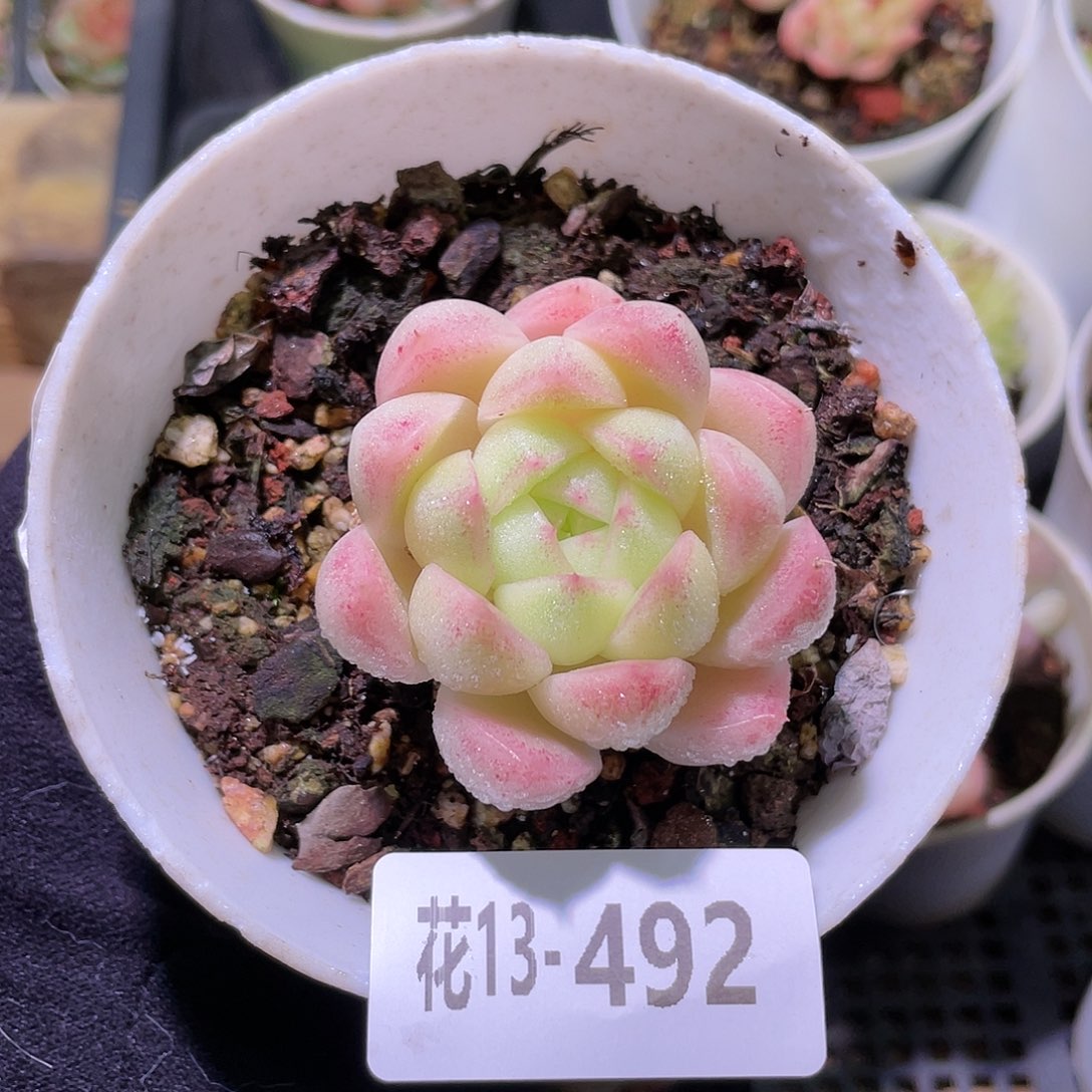 花利美13-492麦秆