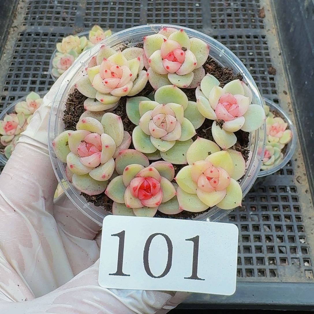 如**偿多肉植物多肉植物101