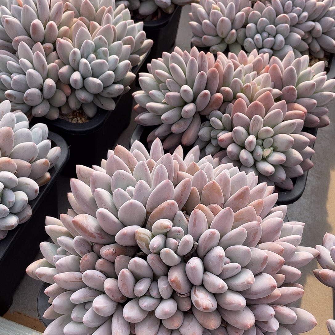 香所精控老桩18厘米可挑