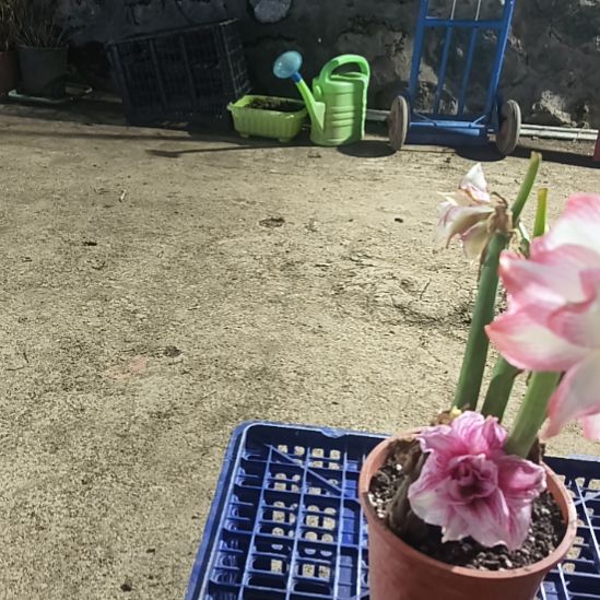 ****虾完全开放另类女孩2+，紫水晶4+