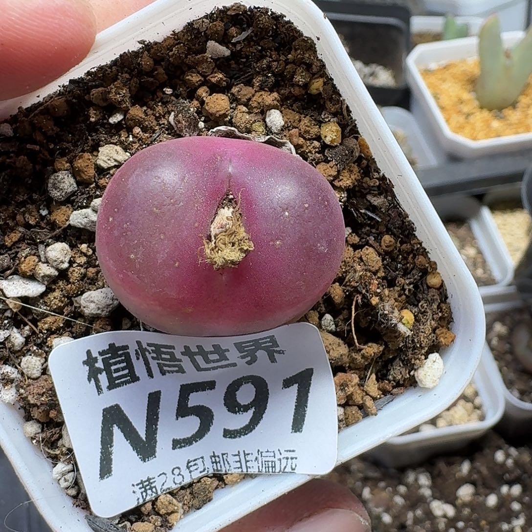 特***特多肉植物多肉植物g