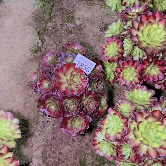 855安娜多肉植物