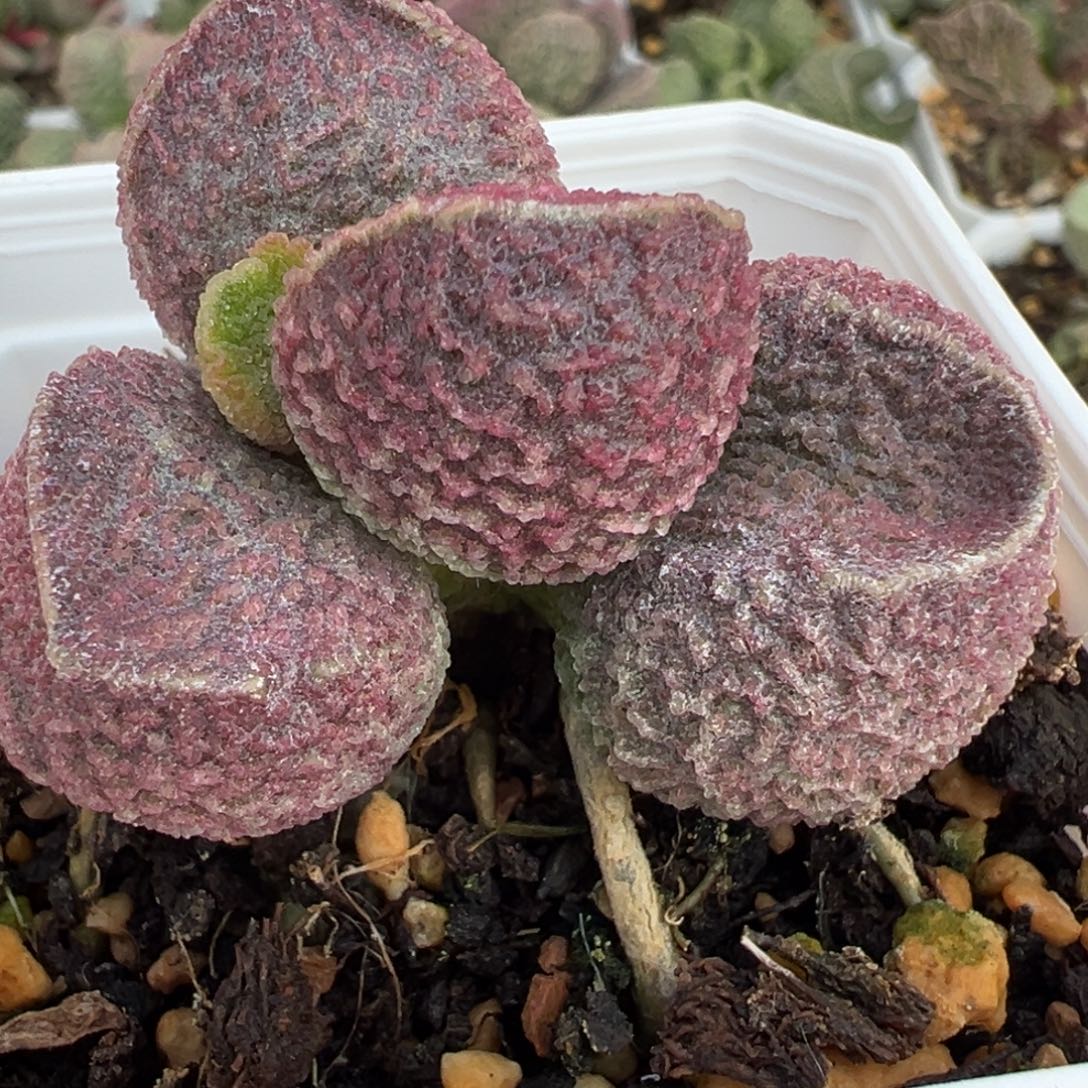 实生新品单头纯木质桩多肉植物