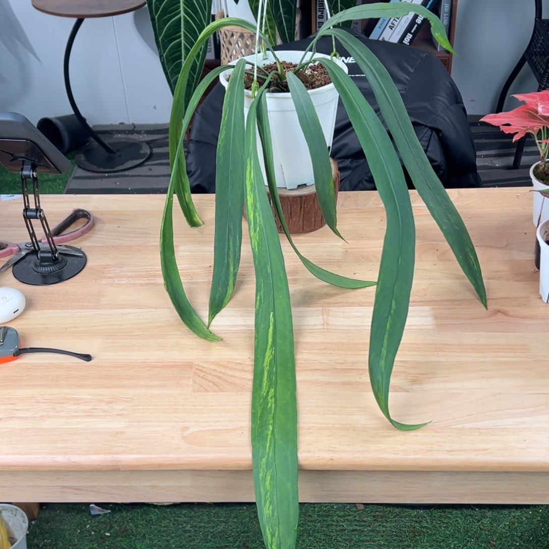 完全开放进口老桩维塔锦叶长66