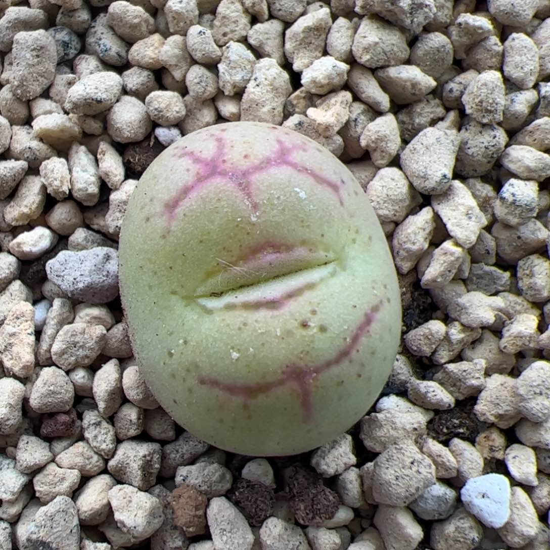 0271号猴脸 多肉植物