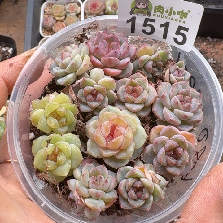 多肉植物多肉植物