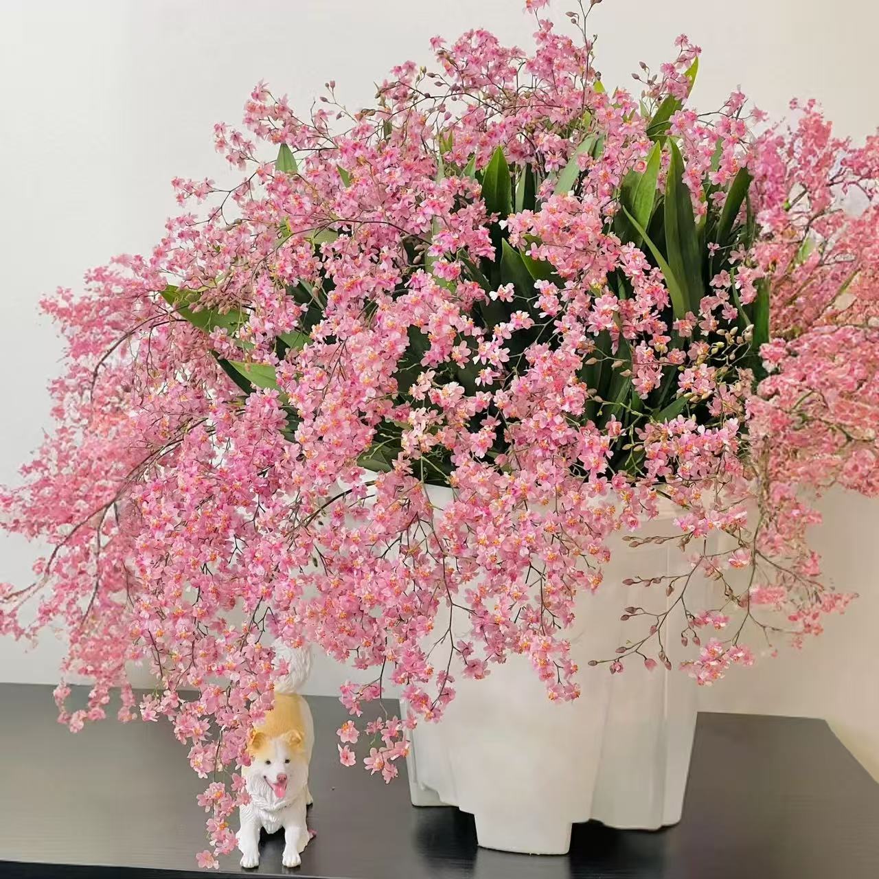 【拾花人】光宗粉10花剑梦香兰文心兰室内高端兰花耐热耐寒好养