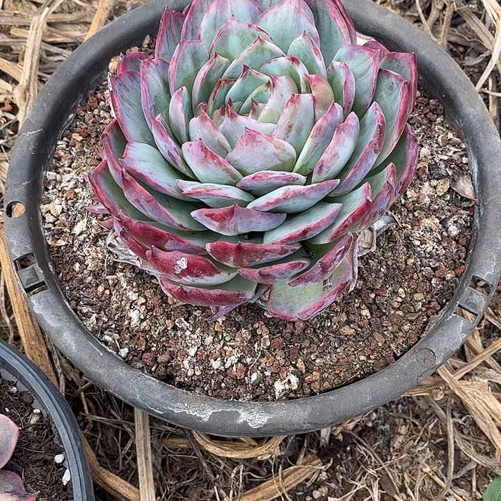 曾***节惊鸿仙子多肉植物135