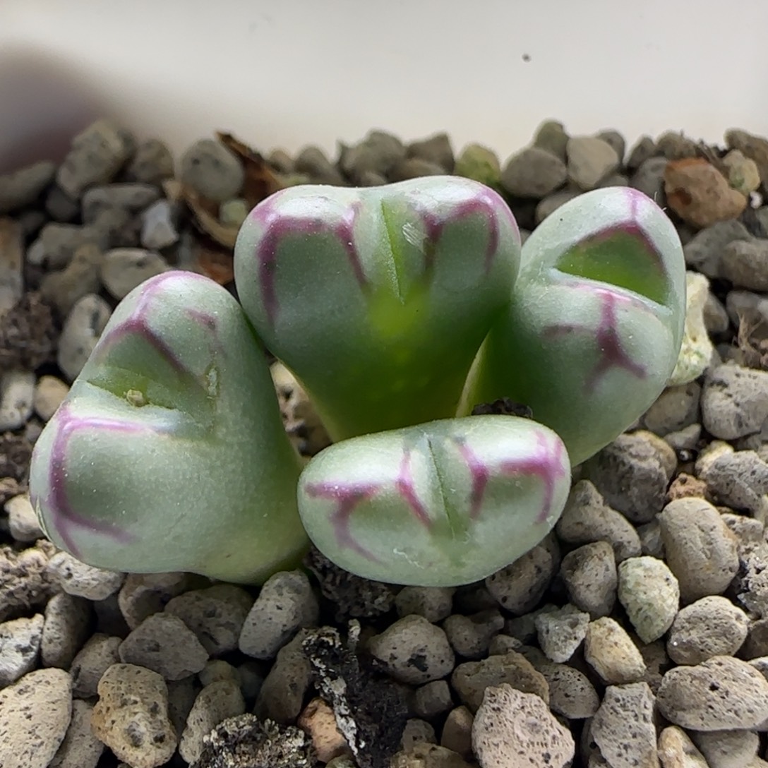 11-2-5-1当天满38包邮大漏铅笔盒杂交脱土