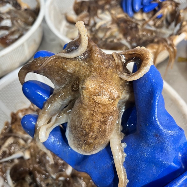 短腿八爪鱼 章鱼 鲜活速冻 