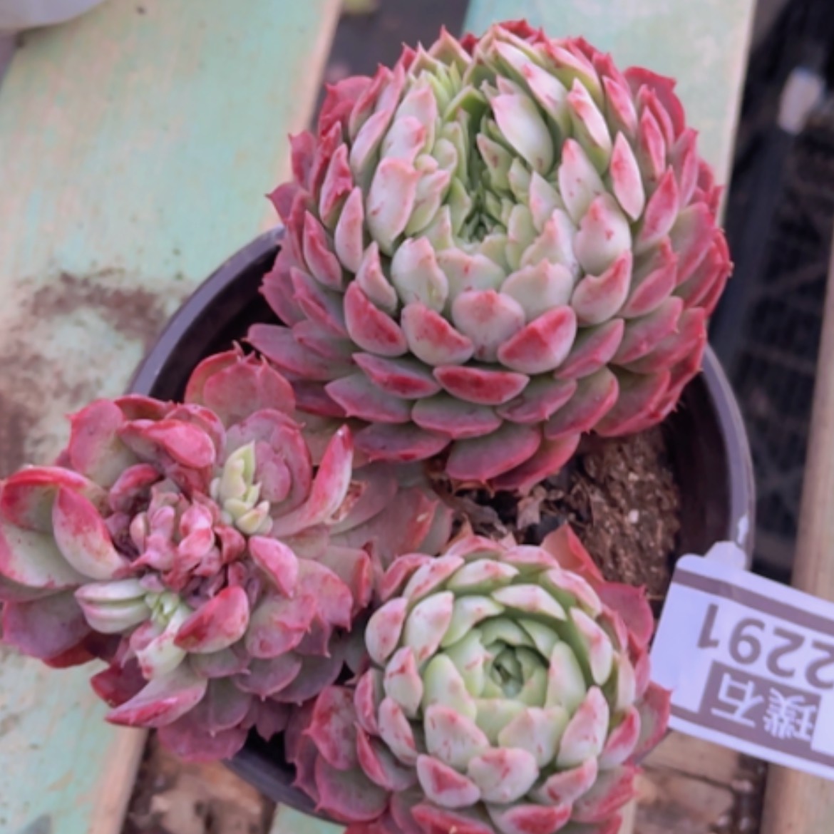 【闪购商品】朱砂痣缀22291多肉