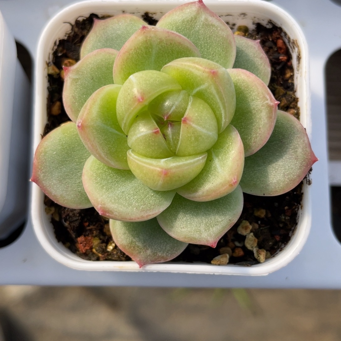 优选新品珍妮多肉1804