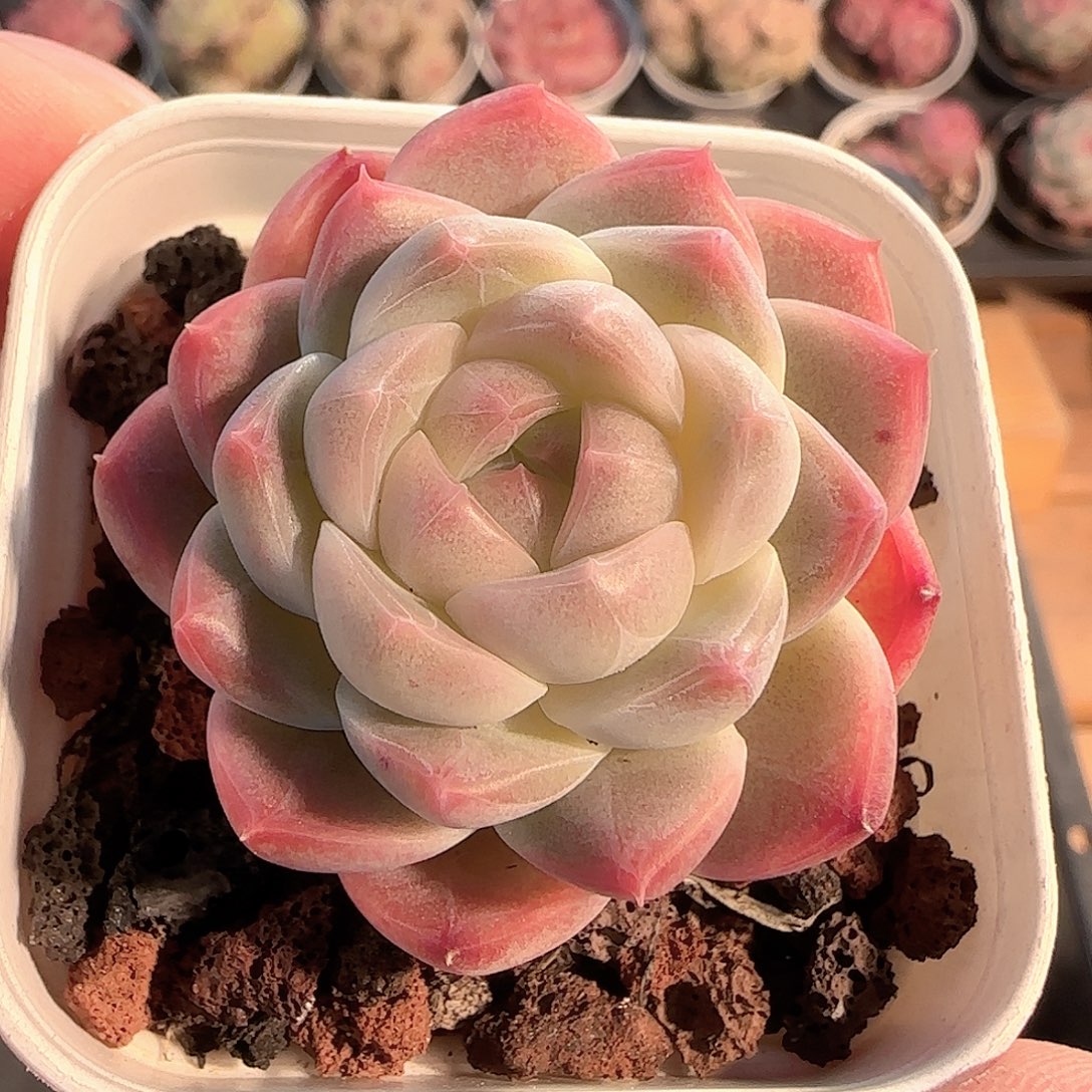 多肉1207-109福利