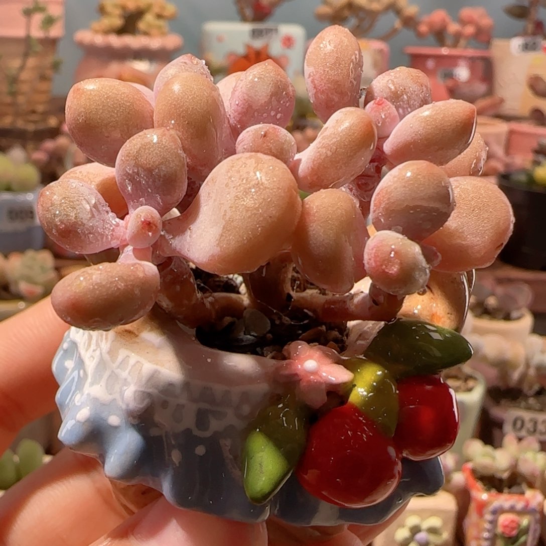 造型桃蛋盆口3.5cm