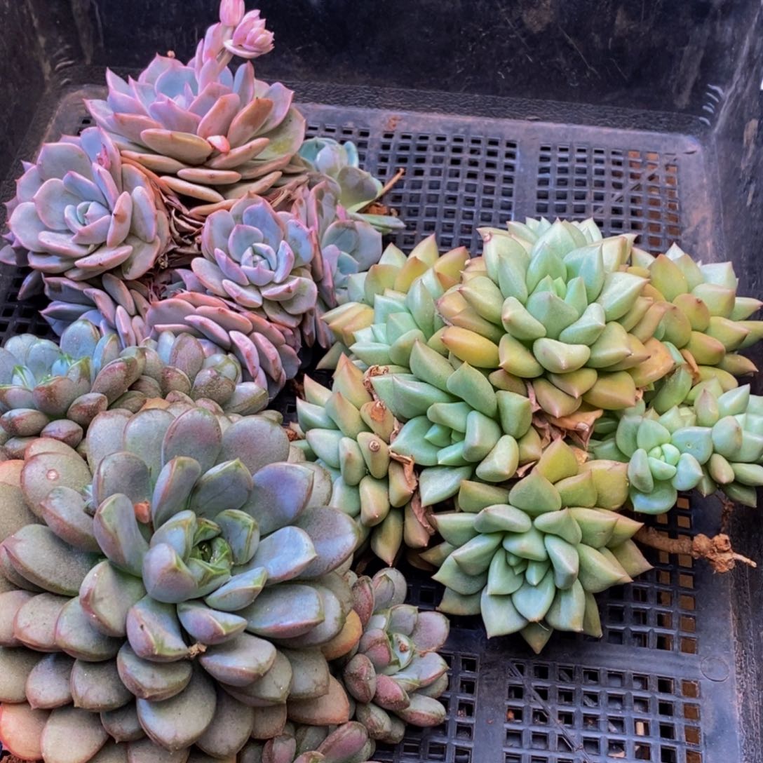 米***肉595多肉酱面膜祛痘去黑头