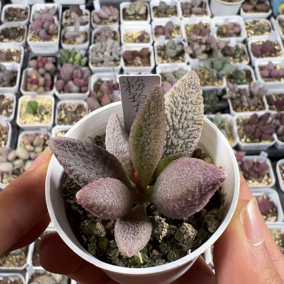 粉玫瑰多肉植物水泡