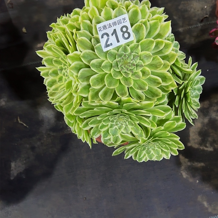 红陶碧浪218000000