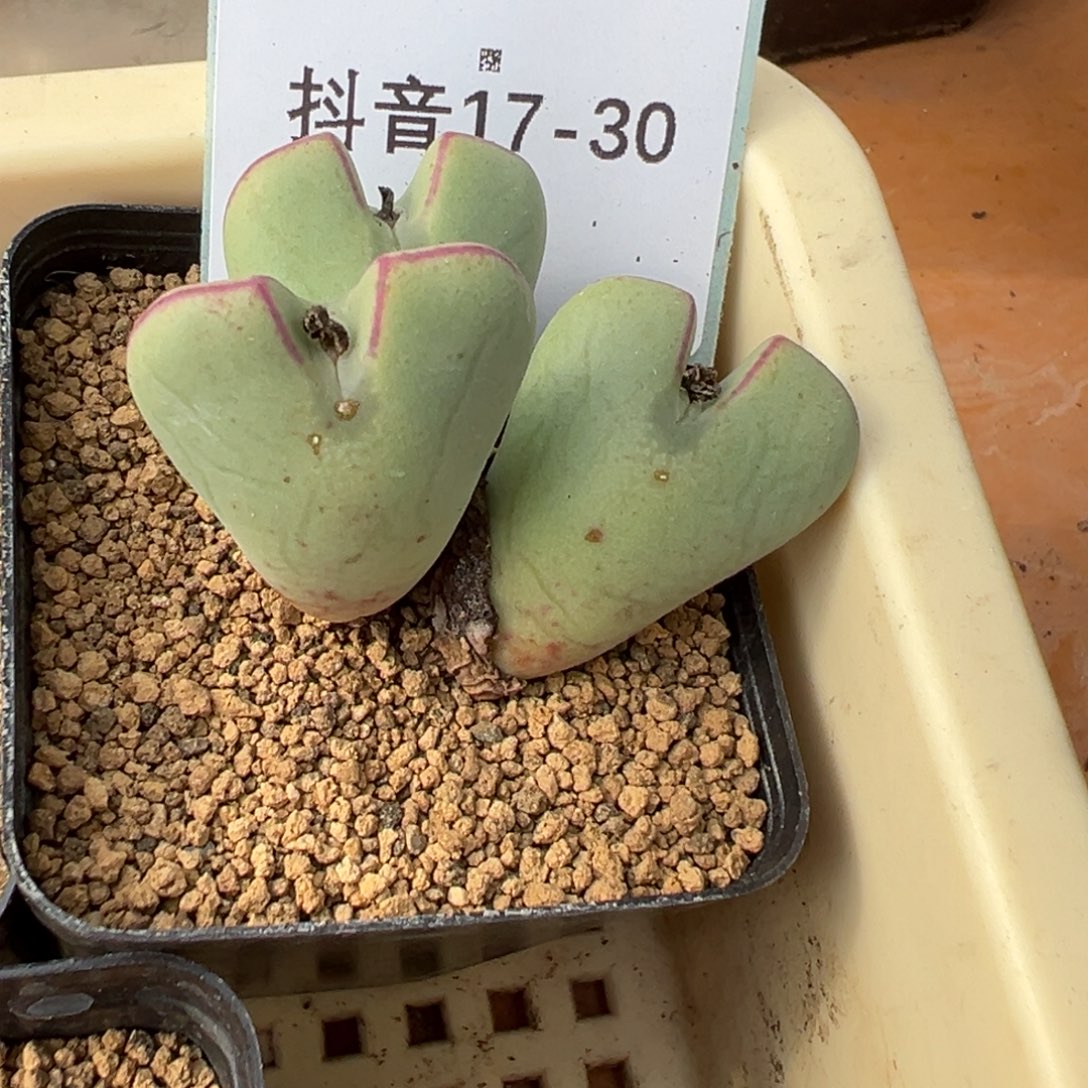 17-30大将多肉植物