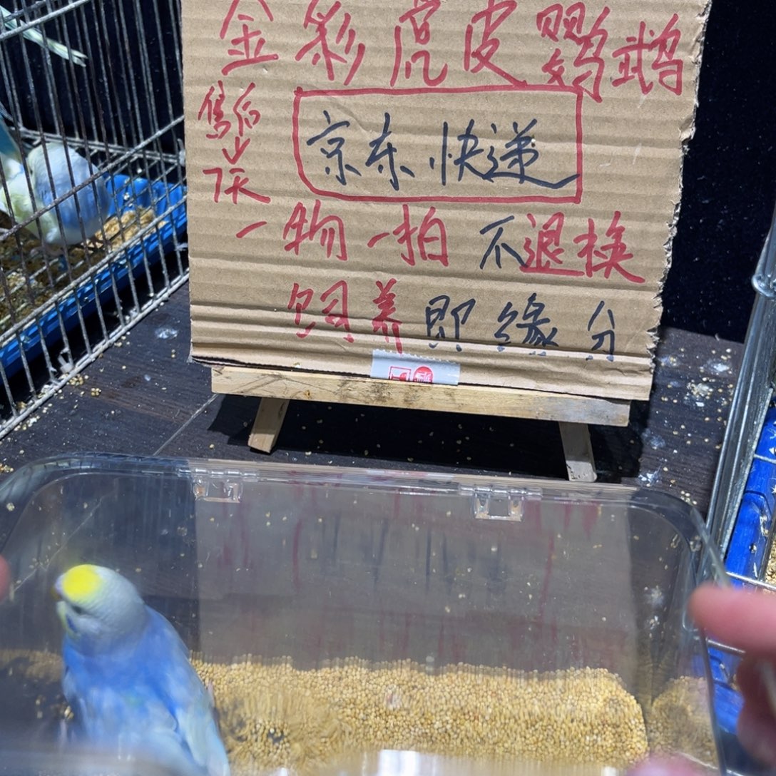 虎皮鹦鹉双金彩虎皮鹦鹉紫，一物一拍不退换竞拍