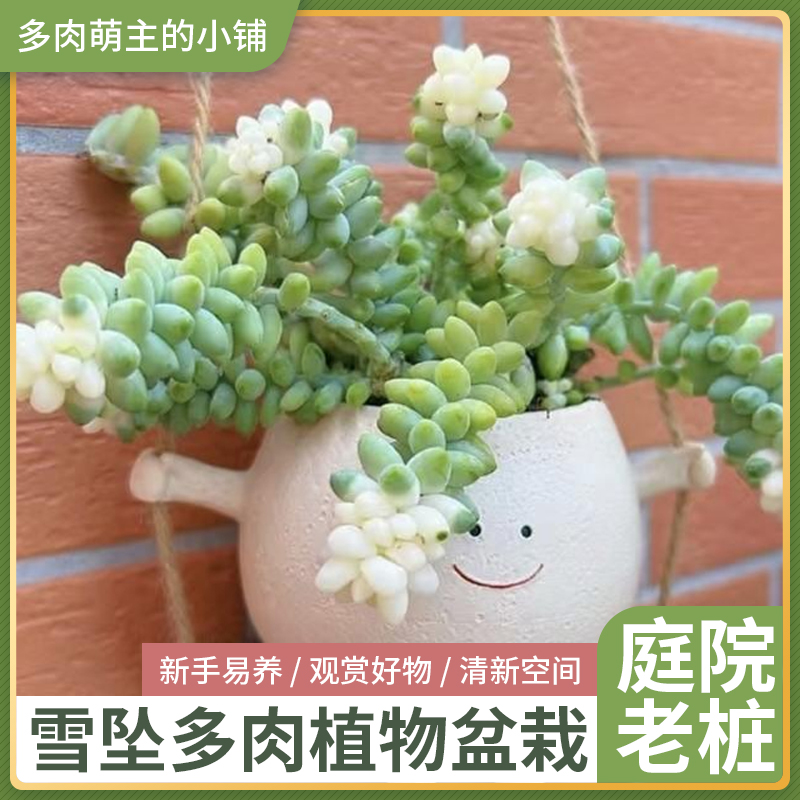 玉坠多肉植物带盆带土好养活适合新手室内外阳台养云南多肉