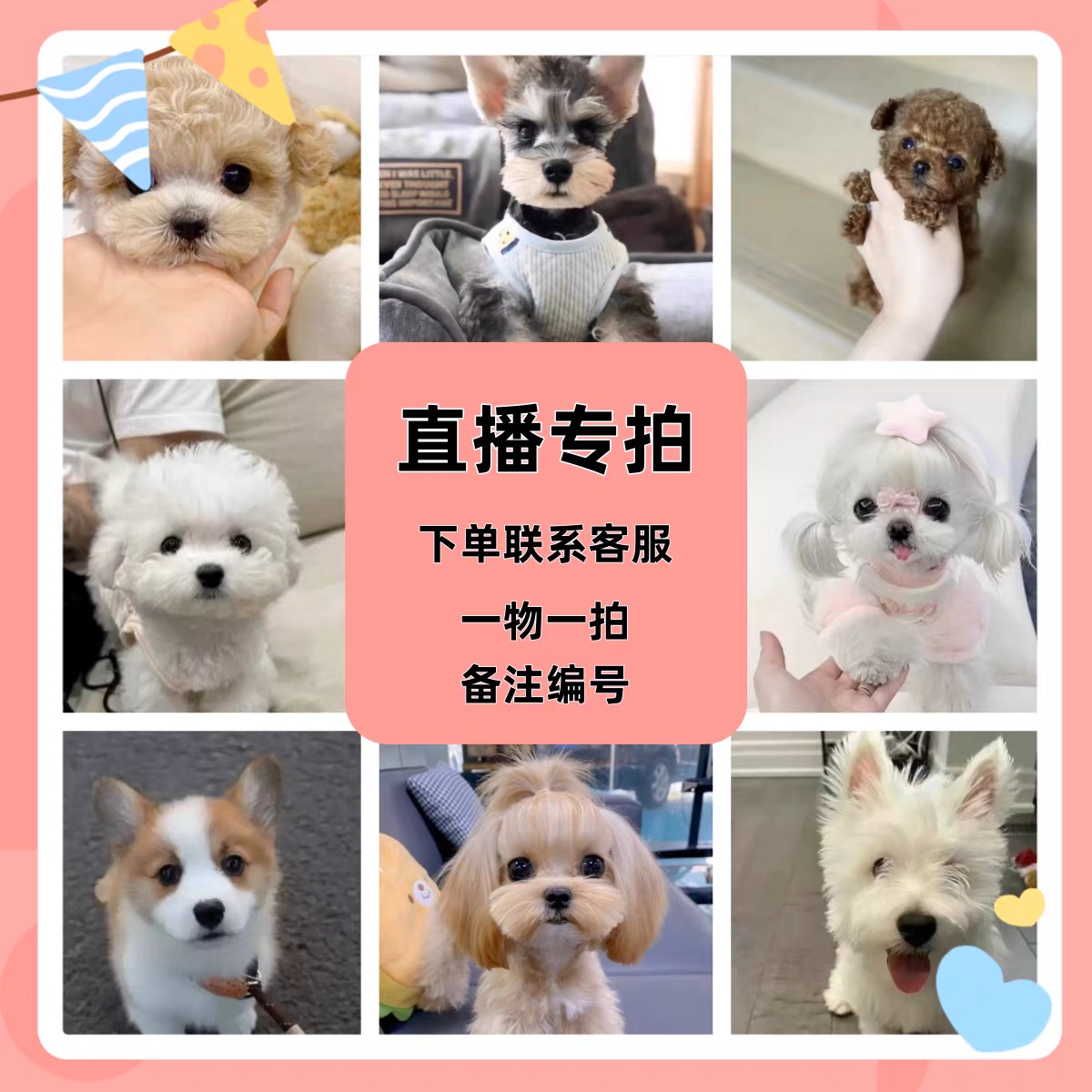 韩系小体比熊博美泰迪香槟泰迪熊挑选