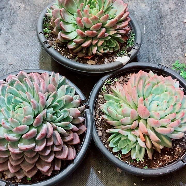 圣玛丽亚大群自然群精品多肉