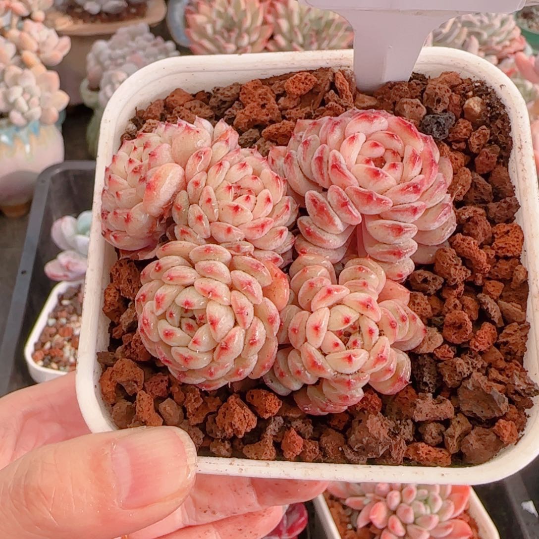 巧****?多肉植物8619…………