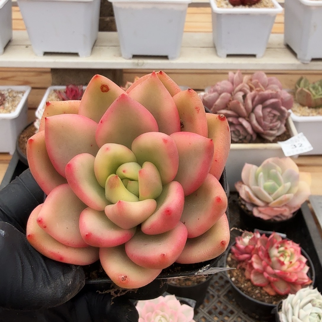 1227-44祝之松锦单头