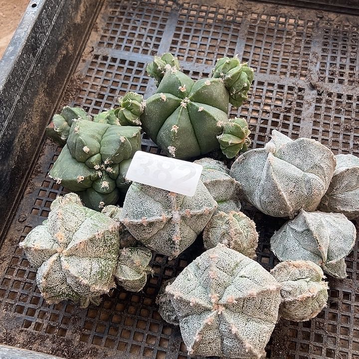 仙人球382号6颗仙人球