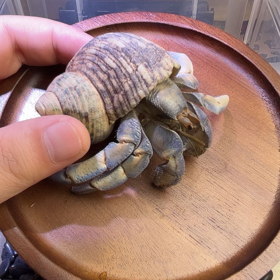 2.8子路寄居蟹小胖球