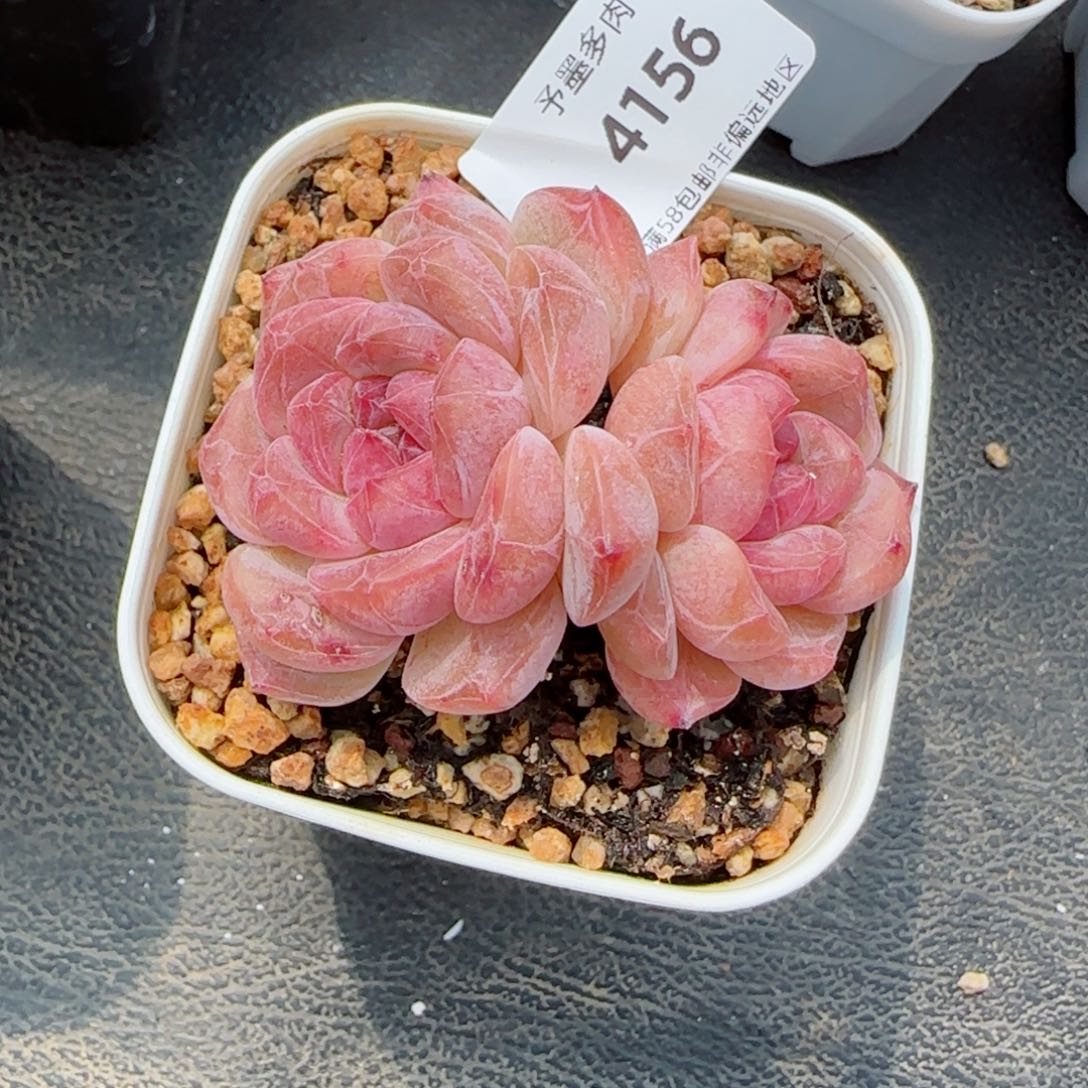 黛玉冰魄，4156多肉植物