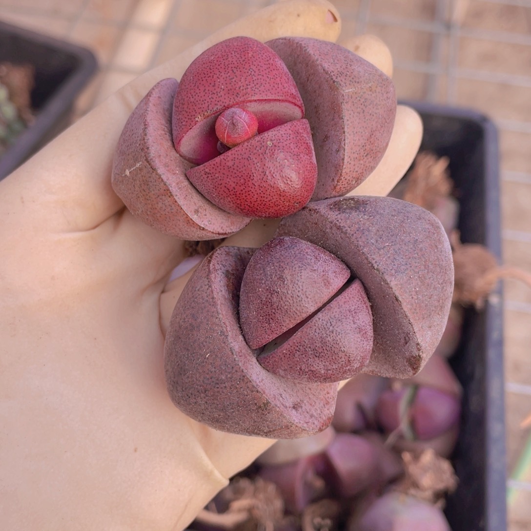 2颗紫元宝888888888888