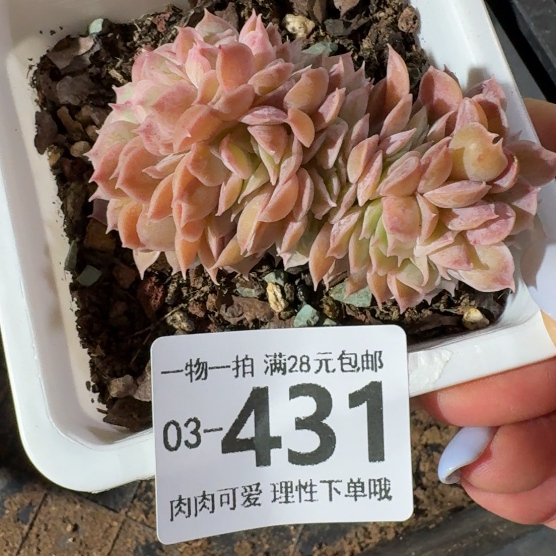 昂斯诺缀化无盆土发货