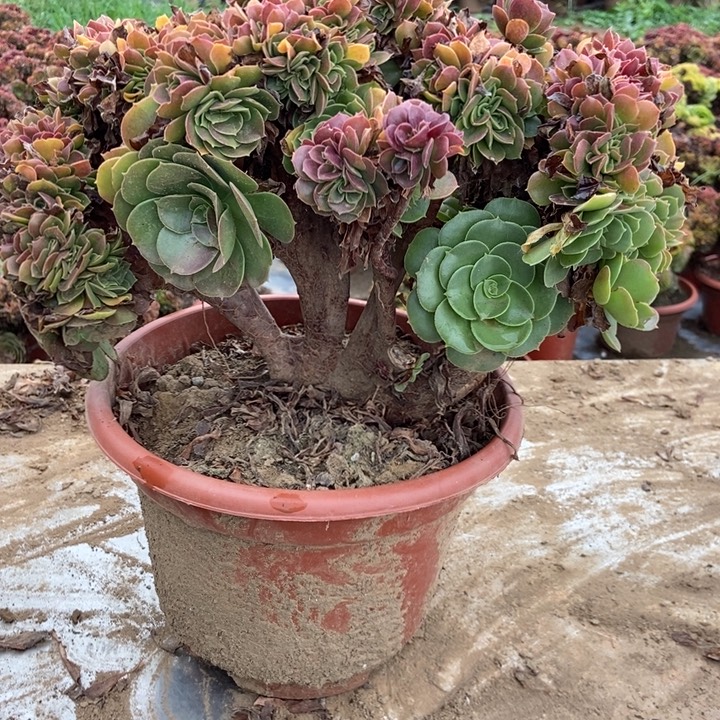 有***下H047玫瑰玫瑰玫瑰