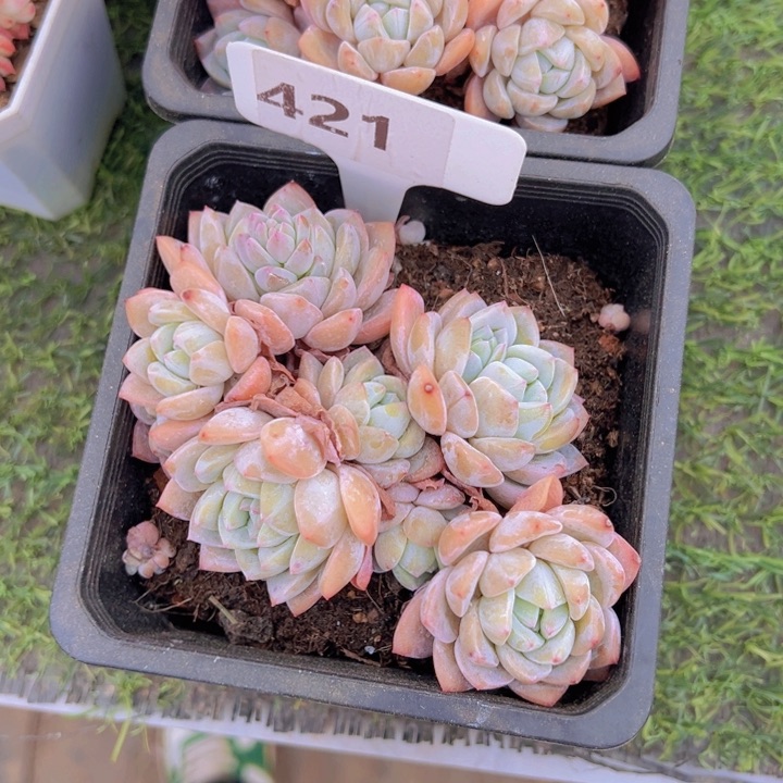 健健康康平平安安