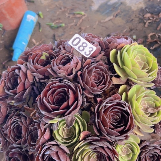 园***丁多肉植物一个黑魔