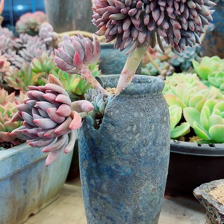 所罗门缀化一物一拍孤品